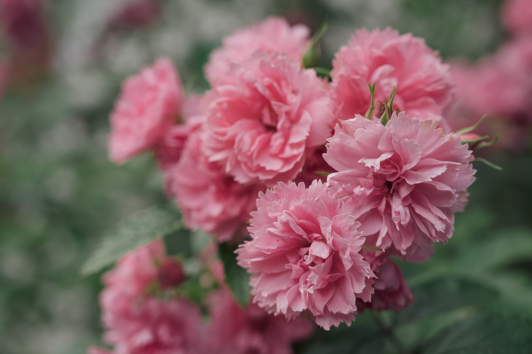 Роза ‘Pink Grootendorst’ (около 1,5 м)